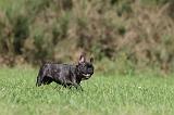 BOULEDOGUE FRANCAIS 636
